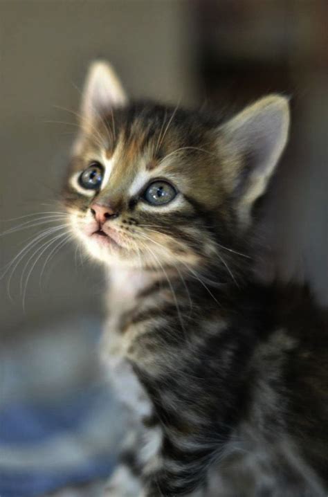 I was once a tiny kitten living in a world of giants. . Kittens free near me